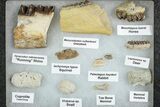 White River Oligocene Fossil Collection #233966-1